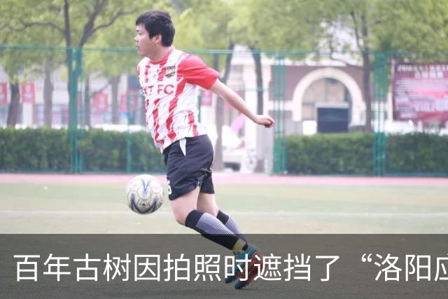 百年古树因拍照时遮挡了“洛阳应天门取景”而被嫌弃，那到底“能不能移走”呢？